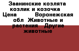 Заанинские козлята  козлик и козочка  › Цена ­ 550 - Воронежская обл. Животные и растения » Другие животные   
